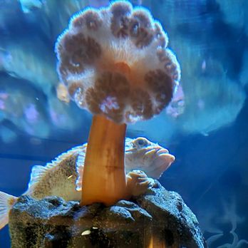 New England Aquarium - Aquariums Near Me - Boston, Massachusetts New England Aquarium - Aquariums Near Me - Boston, Massachusetts