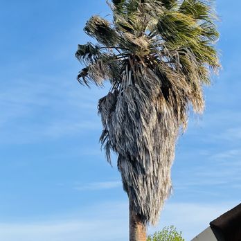 De Rosas Tree Care - Before Palm Tree Trimming - Tree Services Near Me