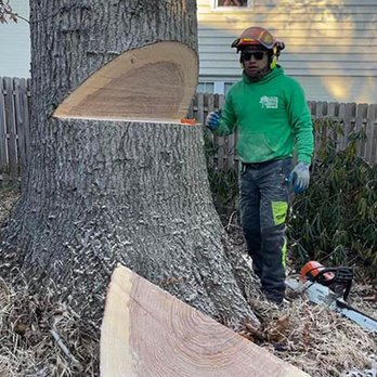 Leo's Tree Care - Tree Services Near Me