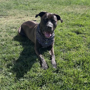 Dogtopia - Pet Boarding Near Me - Upland, California