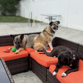 A-Team Dog Training - Pet Training Near Me