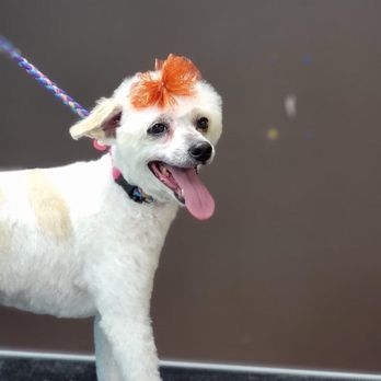 The Paw Spa - Pet Groomers Near Me - Corona, California