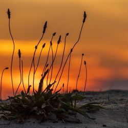 Huntington Beach