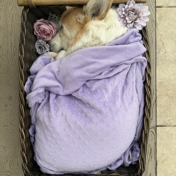 La Fin Veterinary - Pet Cremation Services Near Me La Fin Veterinary - Pet Cremation Services Near Me