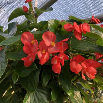 Clovers Garden Center - Nurseries & Gardening Near Me - Willowbrook, Illinois