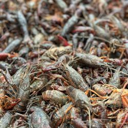 McKee SeaFood Supermarket - Love Crawfish