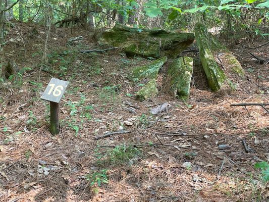 Mississippi Petrified Forest by null