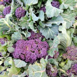 Chino Valley Summer Market - New to the market in February, purple broccoli! Come get it while Whipstone still has it.