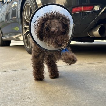 Alamitos Animal Hospital - 3.20.26 Post surgery visit - Veterinarians Near Me - Westminster, California