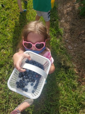 Berry Good Farms by null