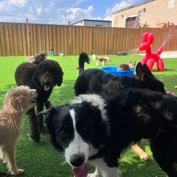 Kamp K-9 - Frolicking in the pools and sprinkler on our artificially turfed, fully fenced back yard. - Pet Groomers Near Me - Mississauga, Ontario Kamp K-9 - Frolicking in the pools and sprinkler on our artificially turfed, fully fenced back yard. - Pet Groomers Near Me - Mississauga, Ontario