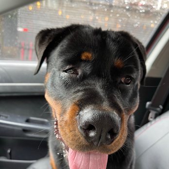 Corey Harden k9 - Dog Walkers Near Me