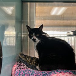 Gindy's Pet Resort - Watching the dogs run below from her penthouse suite