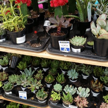 Lowe's Home Improvement - Succulents - Hardware Stores Near Me - Voorhees, New Jersey Lowe's Home Improvement - Succulents - Hardware Stores Near Me - Voorhees, New Jersey