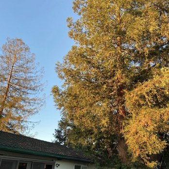 MVP Tree Service - Tree Services Near Me MVP Tree Service - Tree Services Near Me