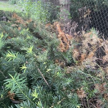 Elements Landscape Management - Top of hedge! - Lawn Services Near Me - Baden, Pennsylvania Elements Landscape Management - Top of hedge! - Lawn Services Near Me - Baden, Pennsylvania