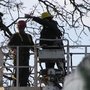 Photo of Tree Resource