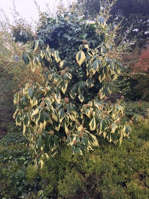 Cambridge University Botanic Garden by null