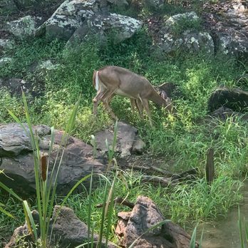 Billy Goat Trail - Wildlife on the trail - Hiking Near Me
