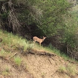 Little Salmon Lodge - Saw a deer on our walk