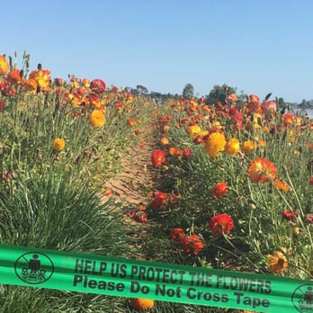 The Flower Fields - Venues & Event Spaces Near Me - Carlsbad, California