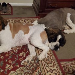 Big Dogs Grooming & Boarding
