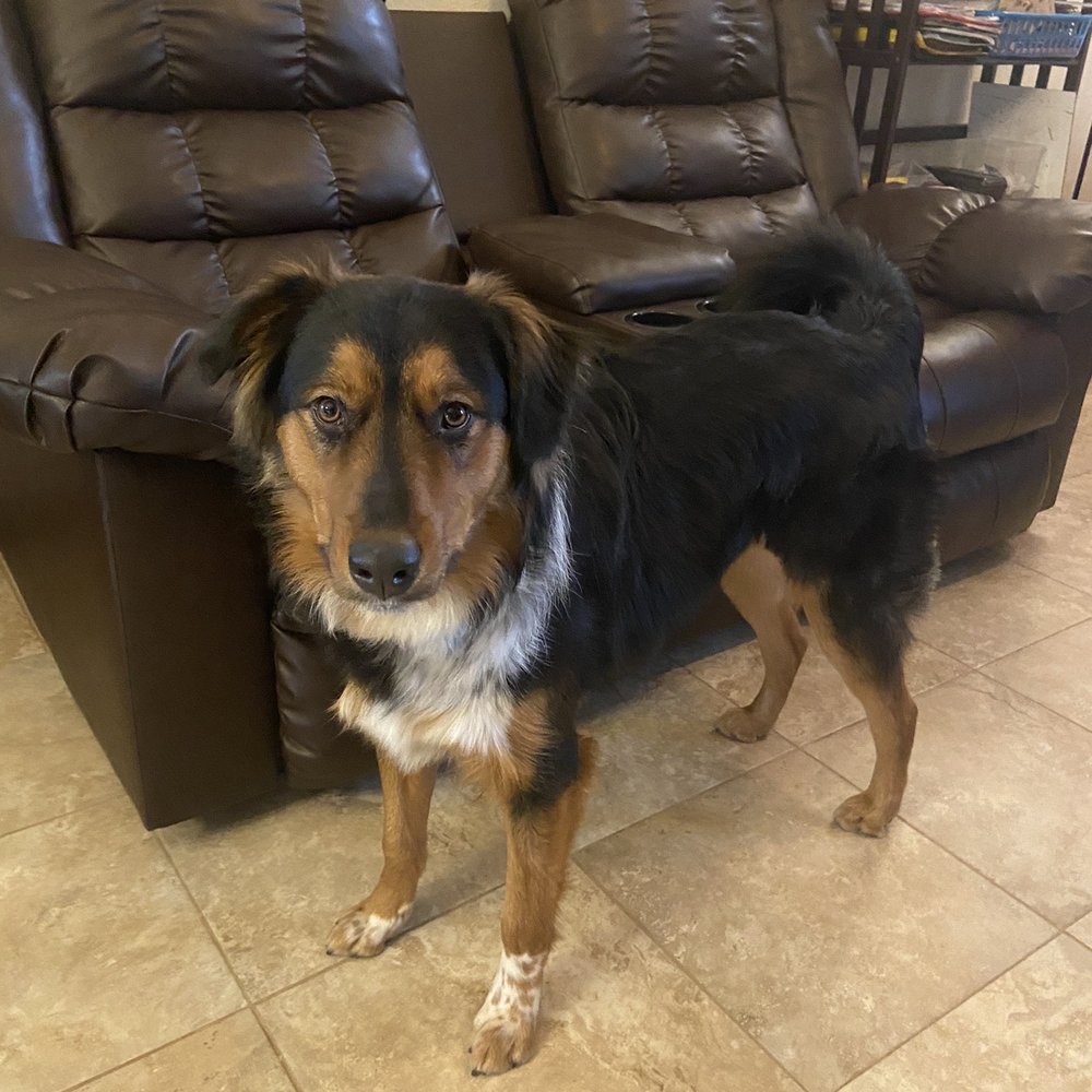 PetSmart - Pet Stores Near Me - Henderson, Nevada PetSmart - Pet Stores Near Me - Henderson, Nevada