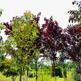 Thee Tree Farm - Some trees we have available at THEE TREE FARM - Landscaping Near Me - Watsontown, Pennsylvania Thee Tree Farm - Some trees we have available at THEE TREE FARM - Landscaping Near Me - Watsontown, Pennsylvania
