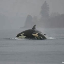 Chasing Mari Seattle Cannabis tours - Take a trip to see the Orcas!