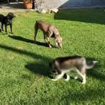 Fur Baby Babysitting - Pet Boarding Near Me Fur Baby Babysitting - Pet Boarding Near Me