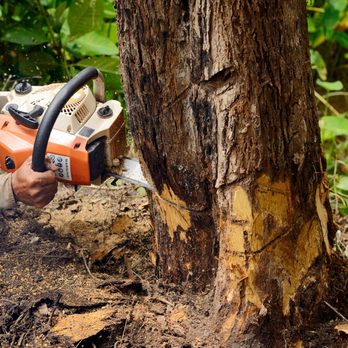 Tree Service Latino - Tree Company - Tree Services Near Me Tree Service Latino - Tree Company - Tree Services Near Me