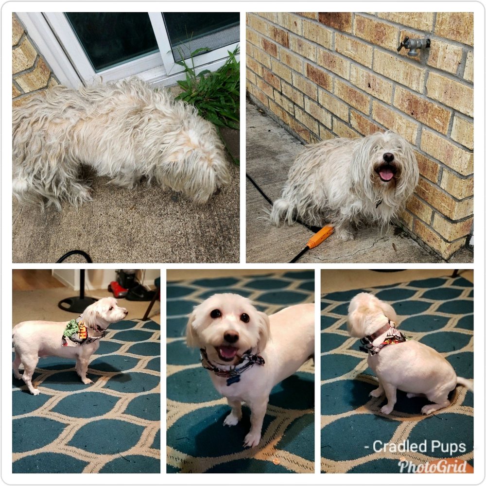 CRADLED PUPS 114 Photos & 35 Reviews Pet Groomers Houston, TX Phone Number Yelp