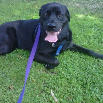 It's The Leash I Can Do - Despite having 3 legs, Ro will outrun any dog at the park! - Dog Walkers Near Me It's The Leash I Can Do - Despite having 3 legs, Ro will outrun any dog at the park! - Dog Walkers Near Me