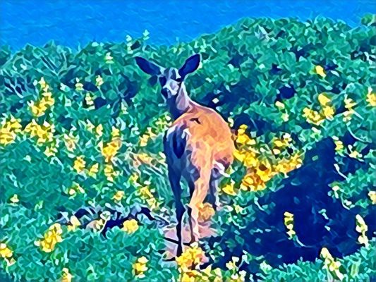 Tomales Point Trailhead by null