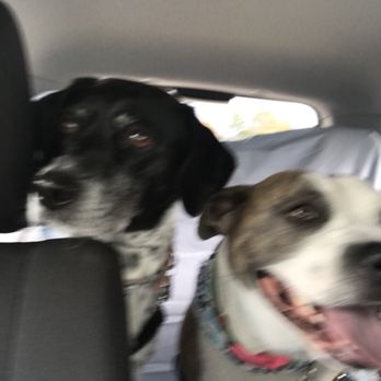 The Grooming Divas - Pet Groomers Near Me - Williamsburg, Virginia