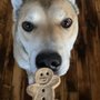 Photo of Ciao! Bow Wow