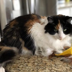 Emberton House Call Veterinary Clinic - Dr. Emberton's patient, Margo.