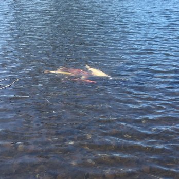Heckscher Park - Fishies - Parks Near Me - Huntington, New York Heckscher Park - Fishies - Parks Near Me - Huntington, New York