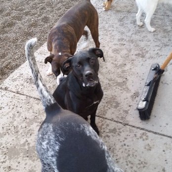 Blue Water Pet Care - Pet Sitting Near Me - Port Huron, Michigan