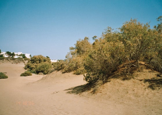 Dunas de Maspalomas by null