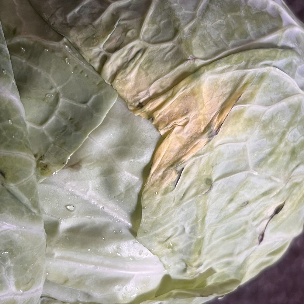 Theiss Farms Market - Cabbage going bad in one day - Farmers Market Near Me - Spring, Texas Theiss Farms Market - Cabbage going bad in one day - Farmers Market Near Me - Spring, Texas