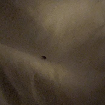 Edgewater - More bed bugs. - Hotels Near Me - Laughlin, Nevada Edgewater - More bed bugs. - Hotels Near Me - Laughlin, Nevada
