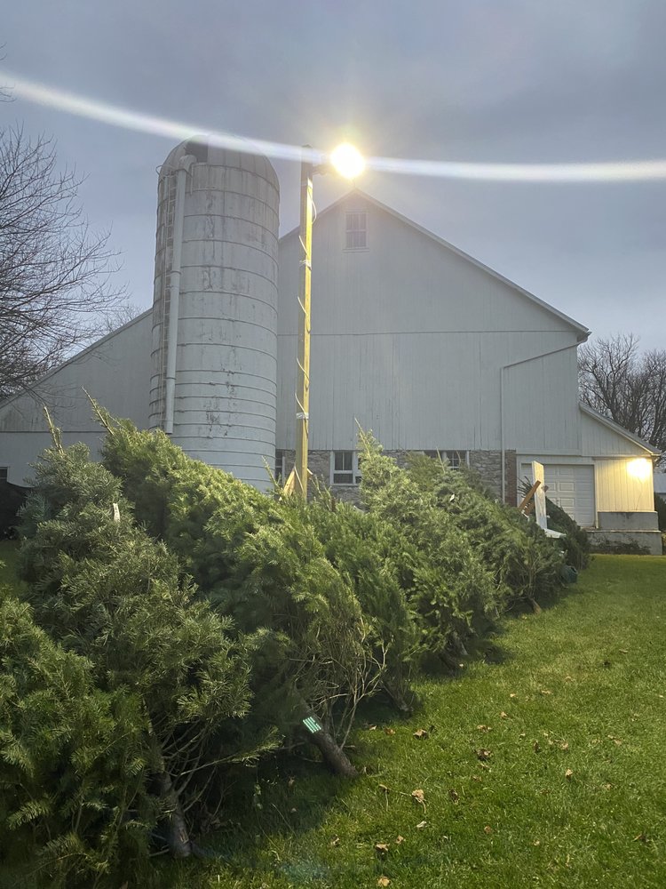 SOBER’S CHRISTMAS TREE Updated September 2024 11 Photos 321