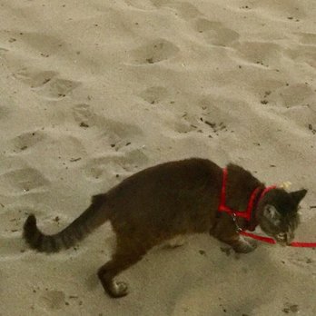 Sim's Burger - Even "Hope" my cat ate well, she lived the pork!! - Pizza Near Me - Valras-Plage, 34