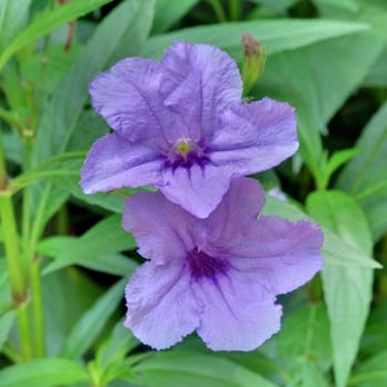 Valley House Gallery - Purple Flower - Art Galleries Near Me - Dallas, Texas Valley House Gallery - Purple Flower - Art Galleries Near Me - Dallas, Texas