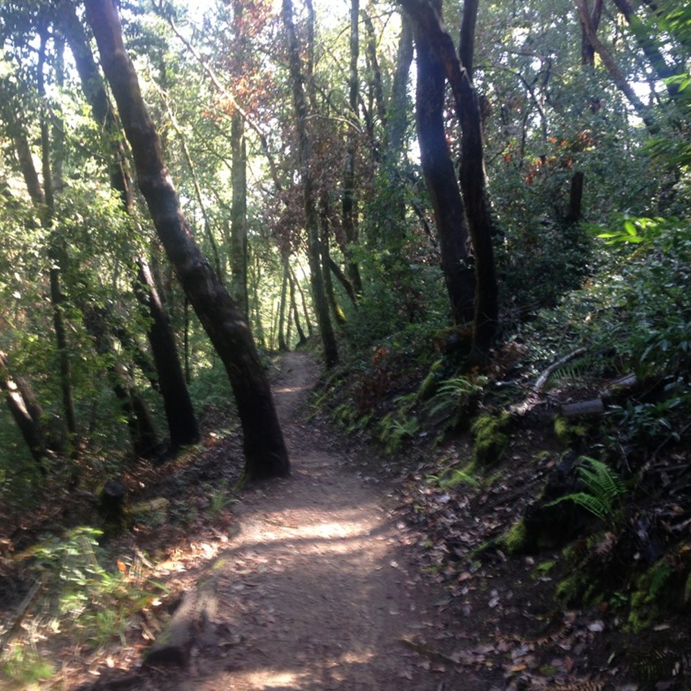 Upper Stevens Creek County Park - Parks Near Me - Los Gatos, California
