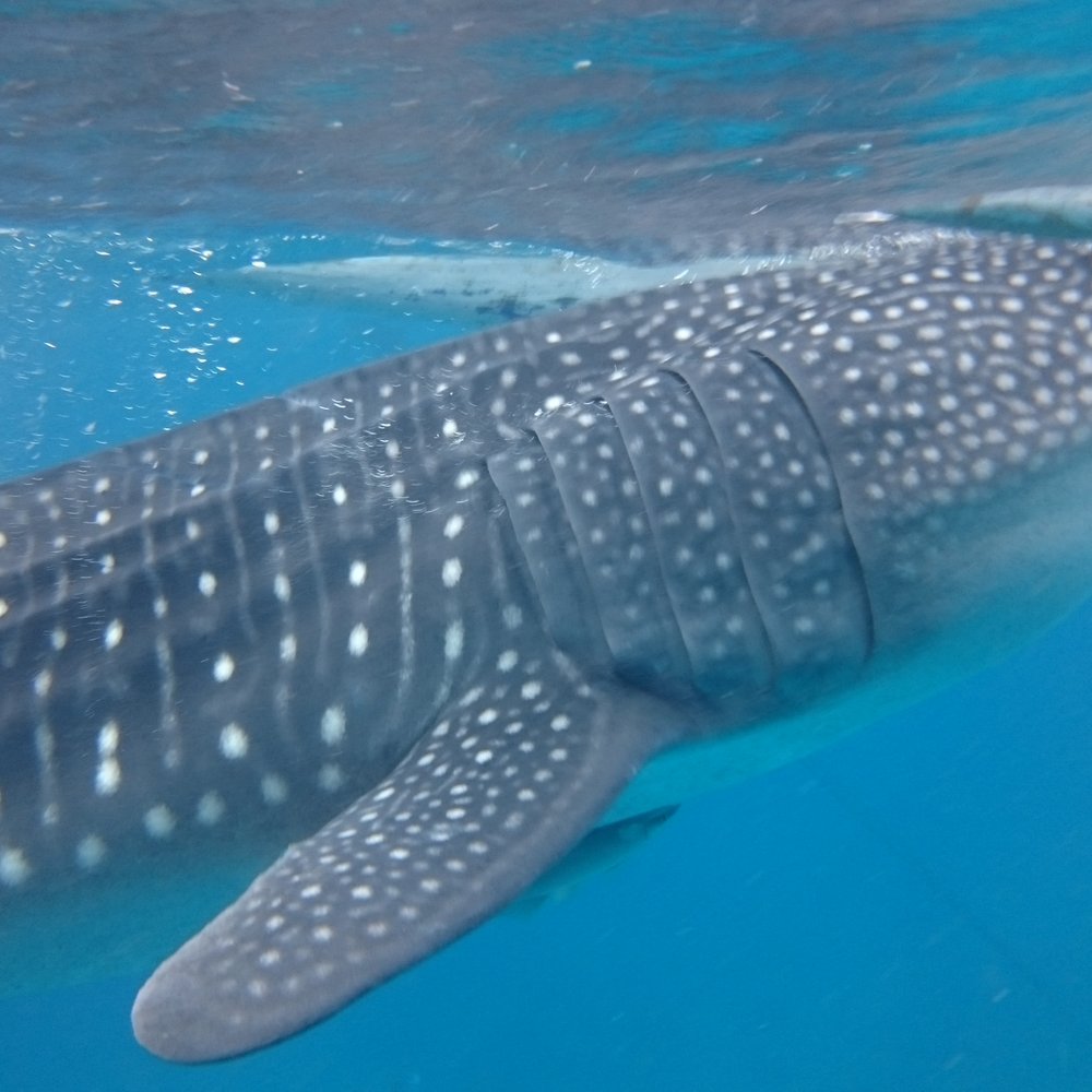 Oslob Whale Shark Watching - Up close and personal - Whale Watching Tours Near Me - Oslob, CEB Oslob Whale Shark Watching - Up close and personal - Whale Watching Tours Near Me - Oslob, CEB