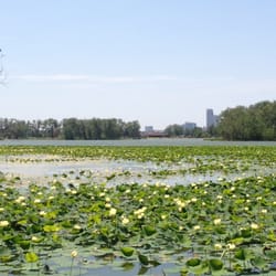 Levi Carter Park - Lilly pads on the lake, looking towards downtown