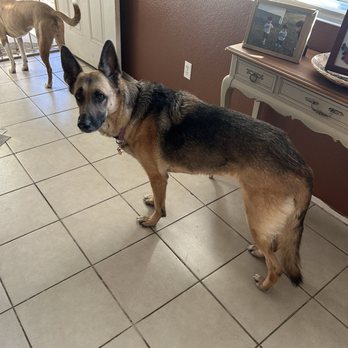 4 Paws Veterinary Clinic - Kanani - Veterinarians Near Me - Tucson, Arizona 4 Paws Veterinary Clinic - Kanani - Veterinarians Near Me - Tucson, Arizona