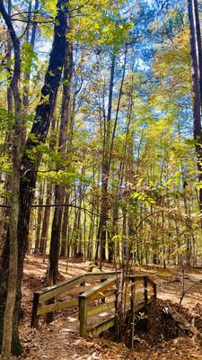 William B. Umstead State Park by null